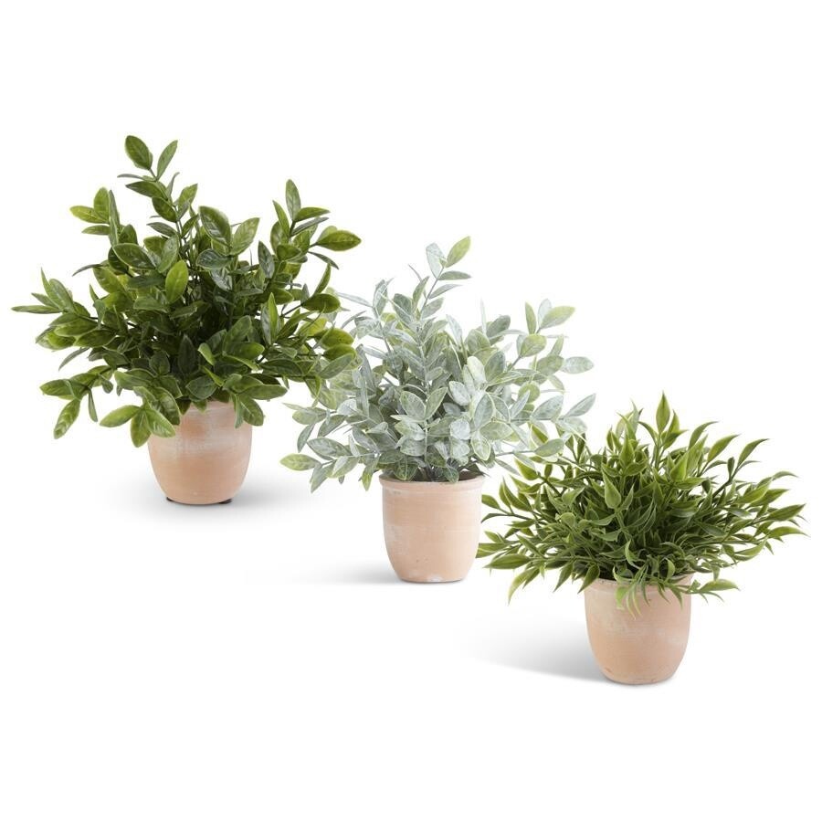 11 Inch Herbs in Terracotta Pot