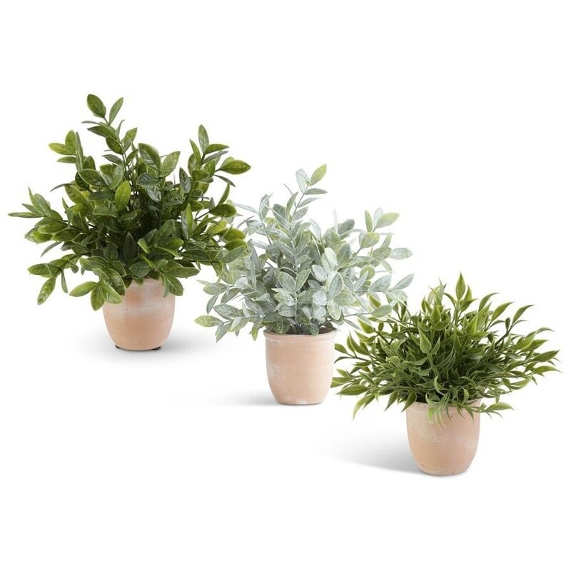 11 Inch Herbs in Terracotta Pot