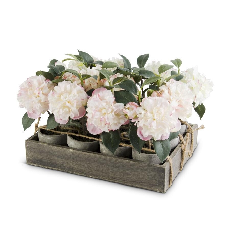 Potted Camelias w/Wood Tray