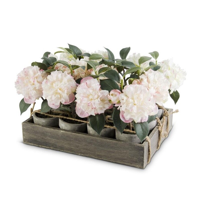 Potted Camelias w/Wood Tray