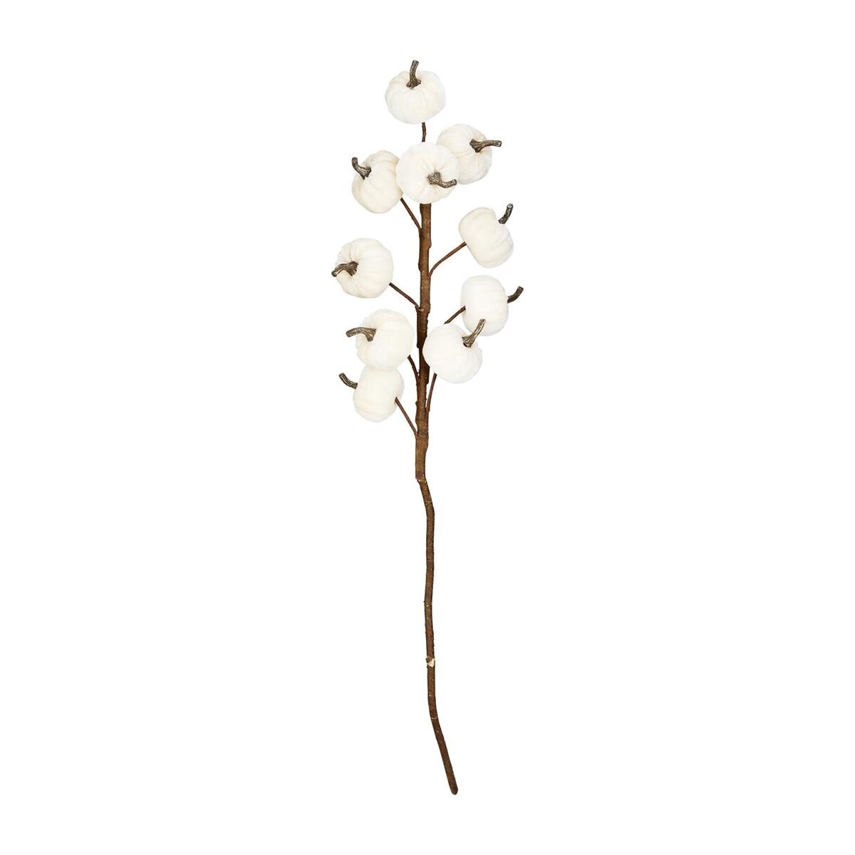 Pumpkin Stem- Cream
