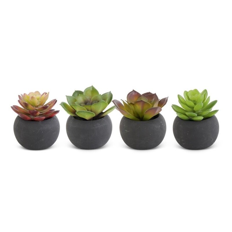 3 Inch Succulents in Black Pot