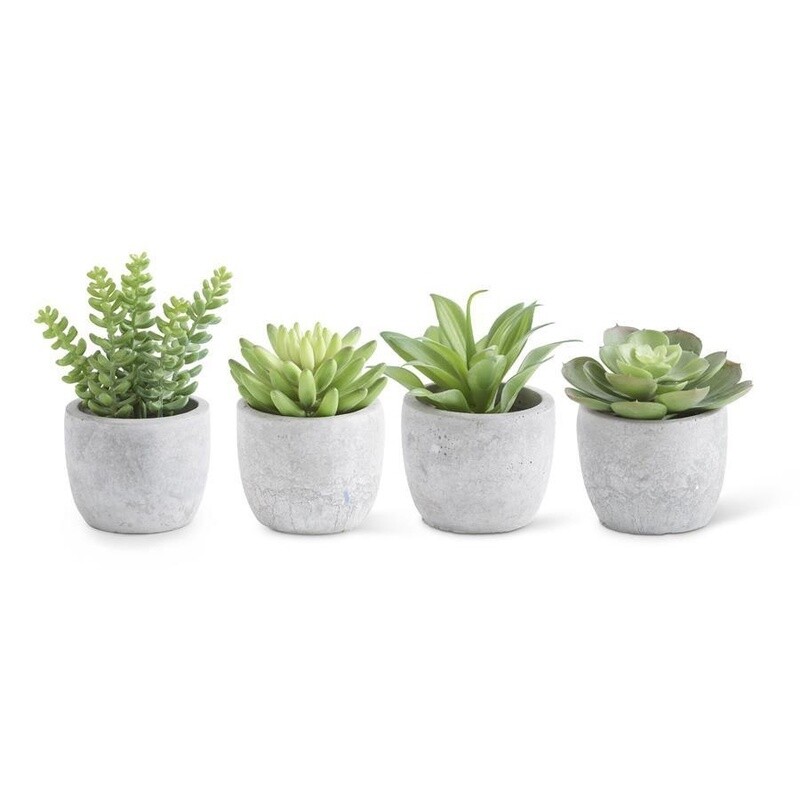 Small Succulent in Cement Pot (Grey)
