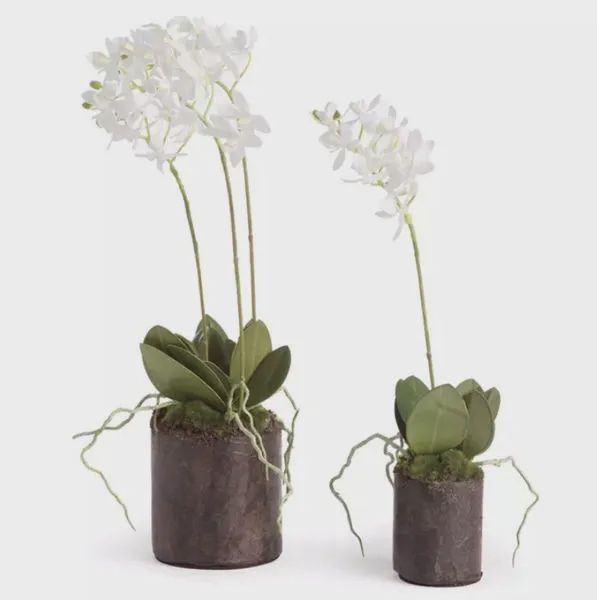 12&quot; Dendrobium Drop-In
