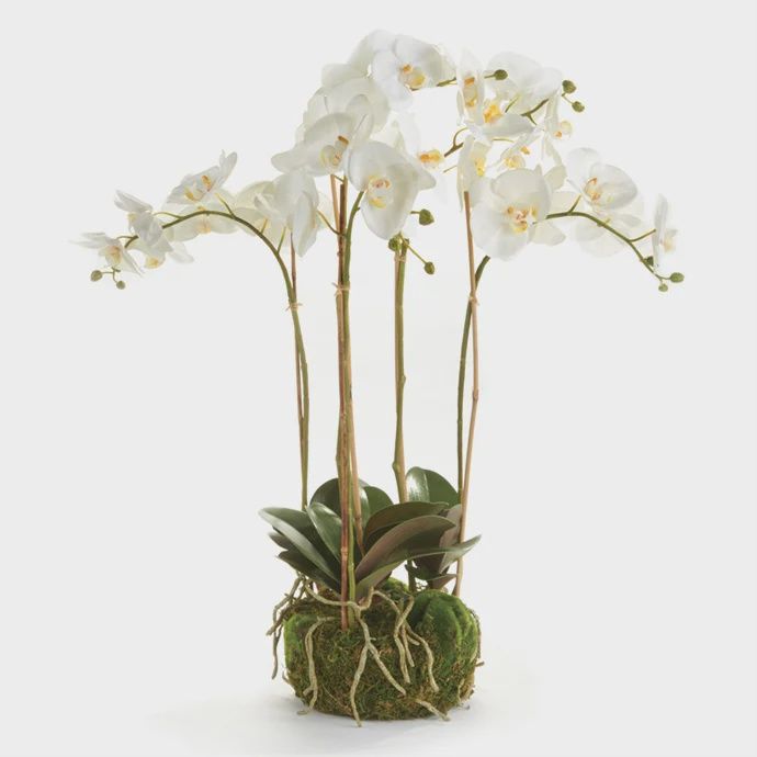 PHALAENOPSIS ORCHID BOWL DROP-IN 25&quot;