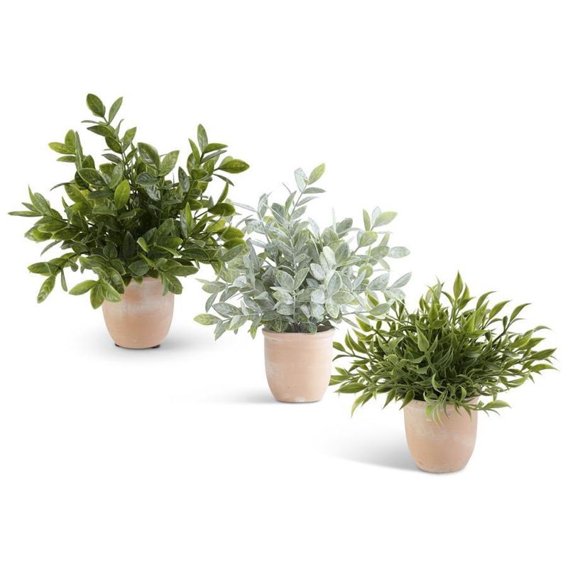11 Inch Herbs in Terracotta Pot