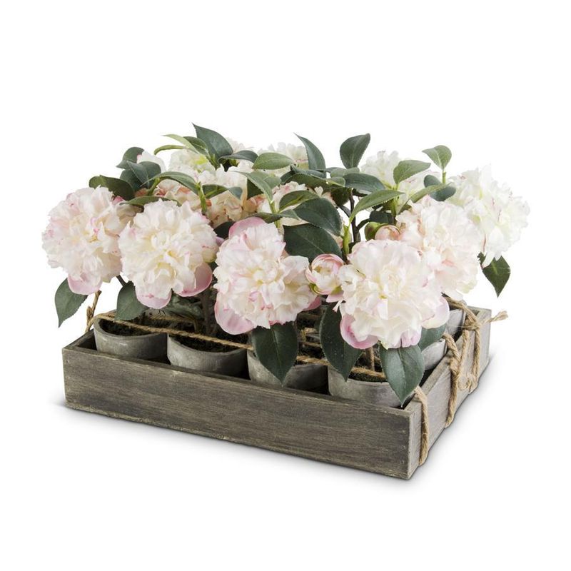 Potted Camelias w/Wood Tray