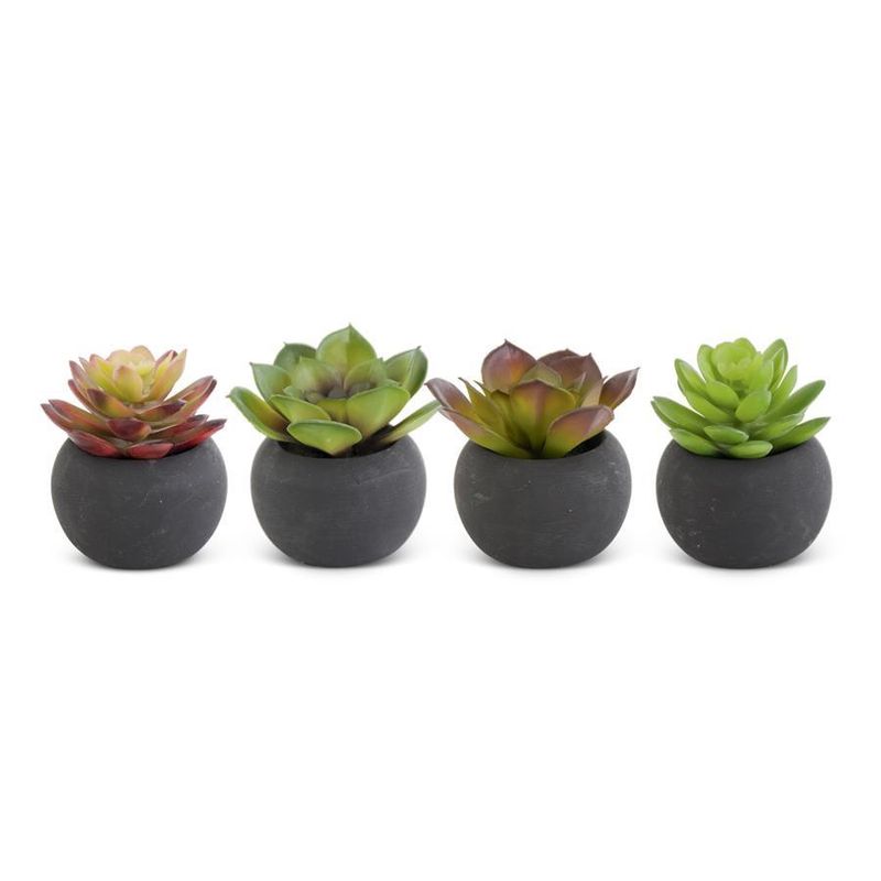 3 Inch Succulents in Black Pot