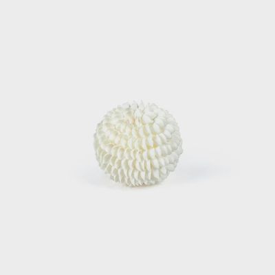 Natural Clamrose Sea Shell fill ball 4"