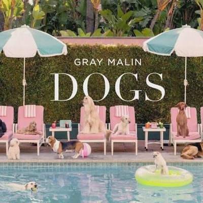 Gray Malin Dogs fine-art photography book by Abrams, displayed against a neutral white background showing the cover