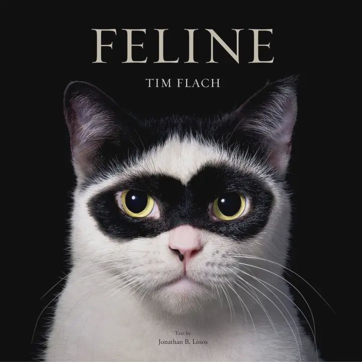 Feline