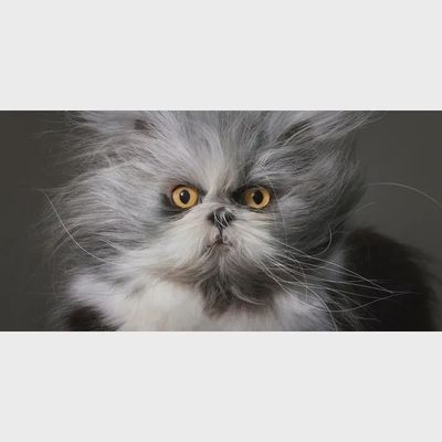 Feline: Tim Flach Photography Book hardcover edition displaying cat photography on a wooden surface with natural lighting