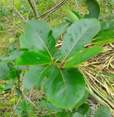 Aronia Leaf c/s - Alaska Grown