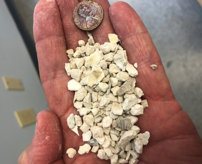Oyster Shell by the LB