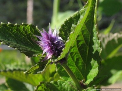 Anise Hyssop - Alaska Grown Dried Herb