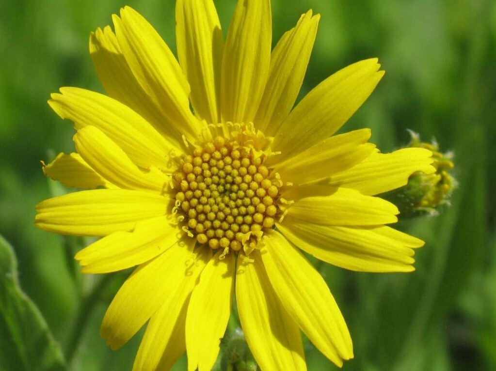 Arnica Flowers Alaska Grown &amp; DRIED