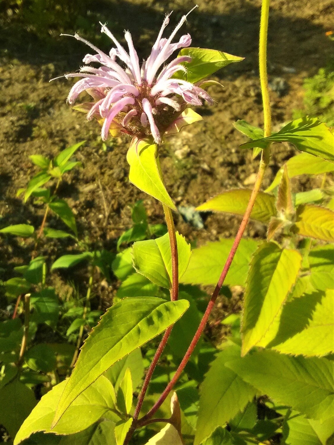 Bergamot Herb Alaska Grown - Dried