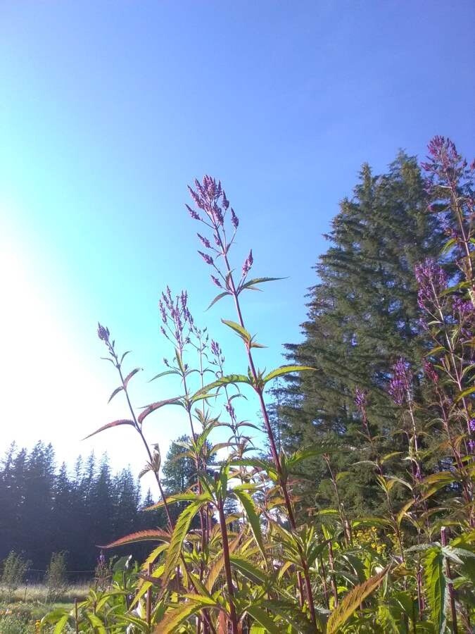 Blue Vervain Alaska Grown - Dried