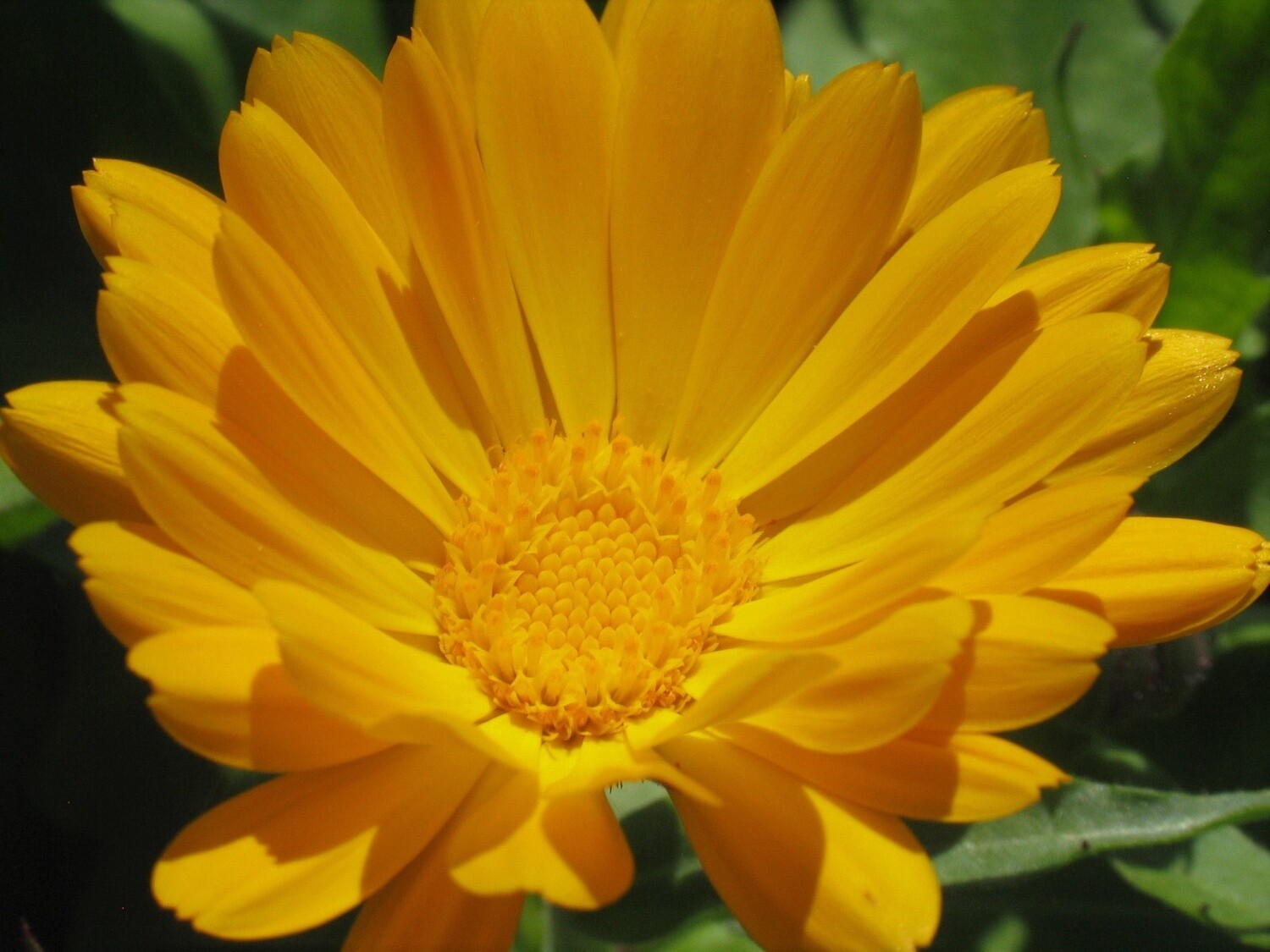 Calendula Flowers Dried Whole Alaska Grown
