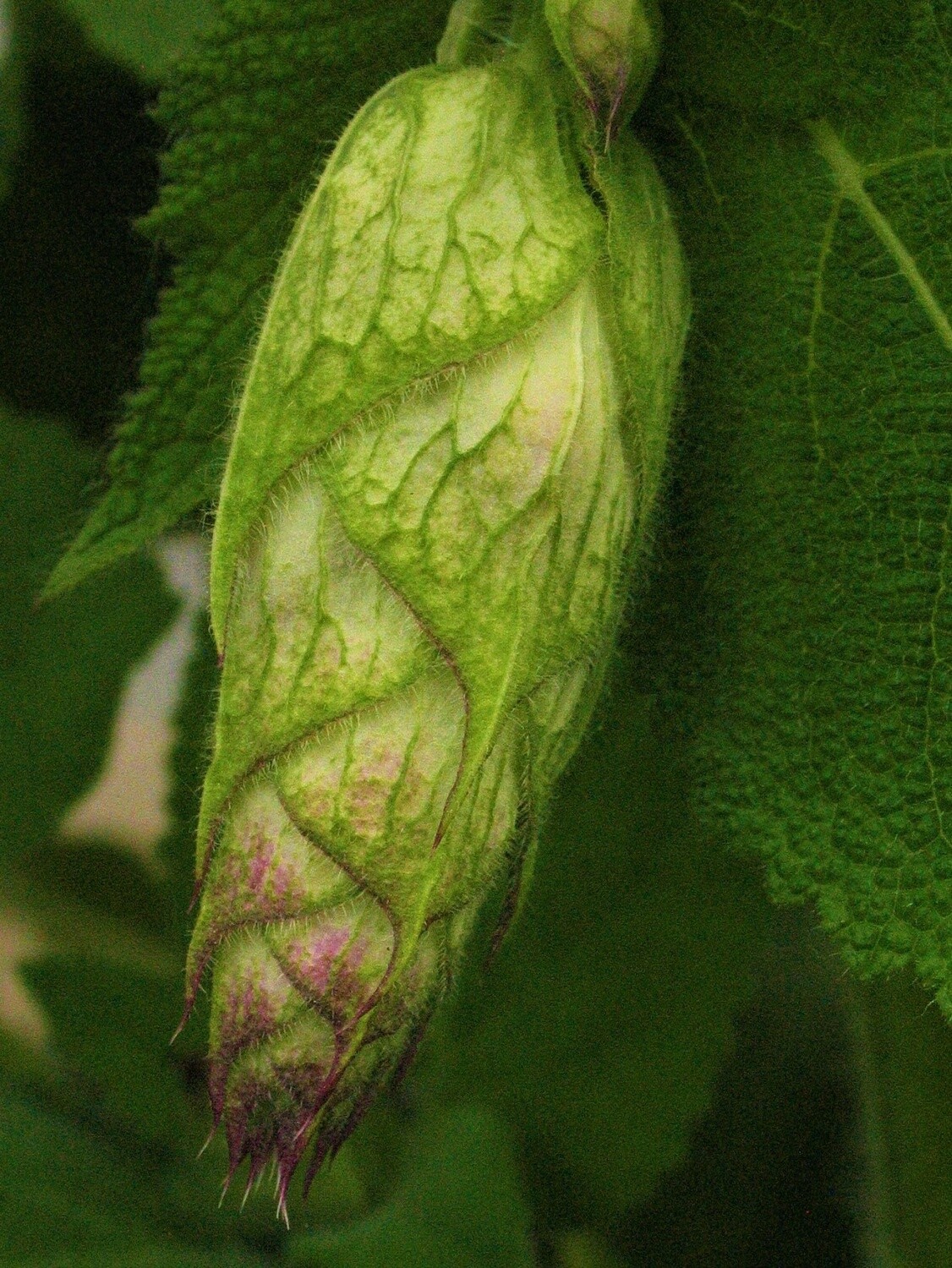 Clary Sage Alaska Grown - Dried
