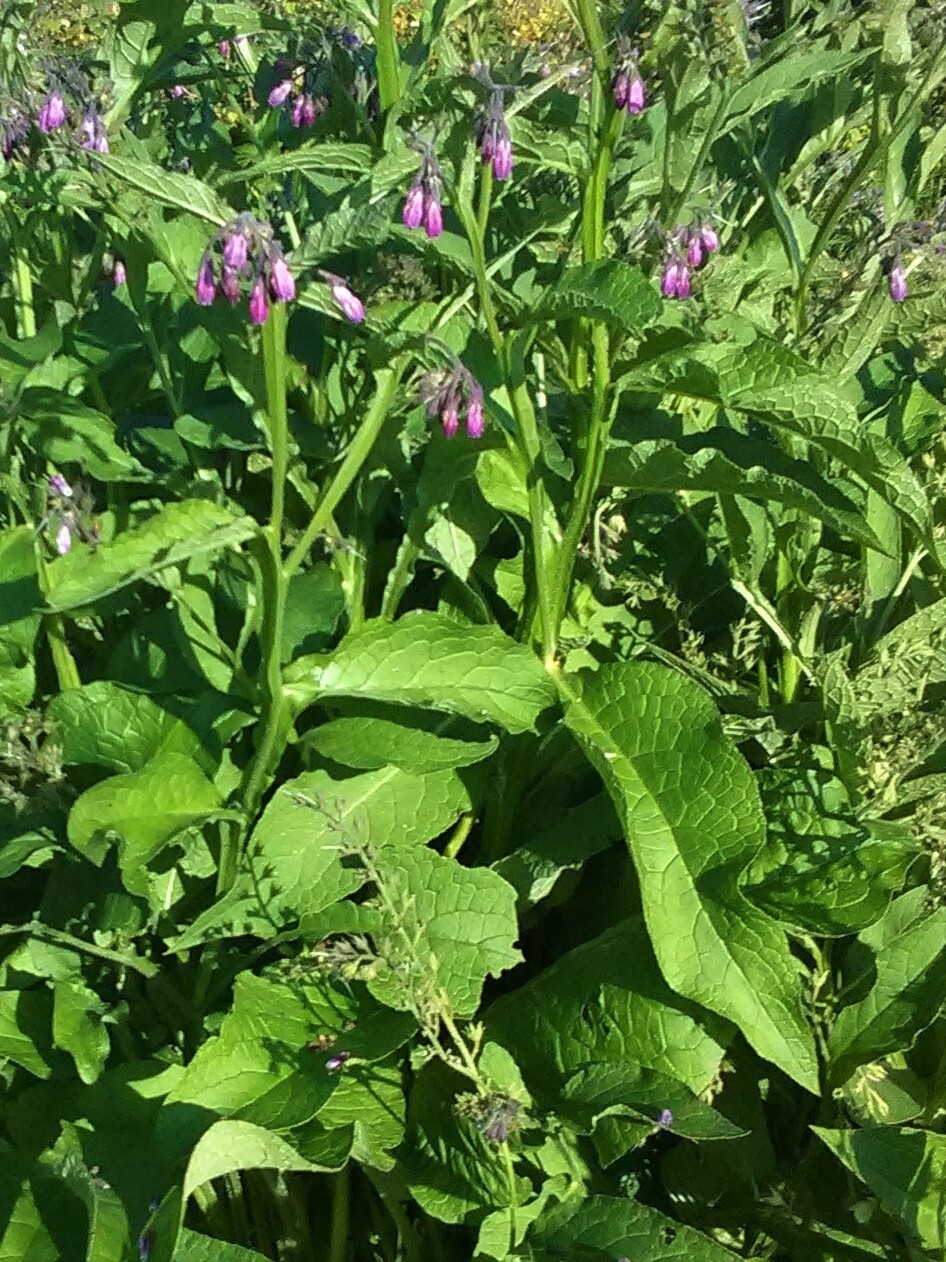 Comfrey Leaf Alaska Grown - Dried