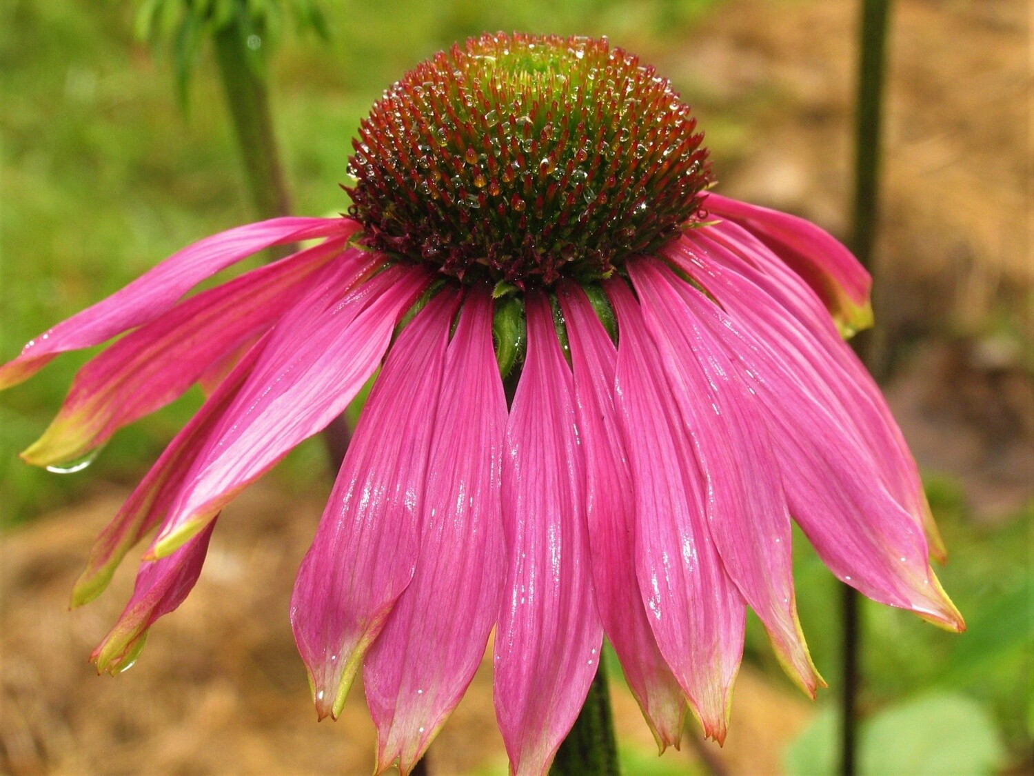 Echinacea Leaf &amp; Flower Alaska Grown - Dried