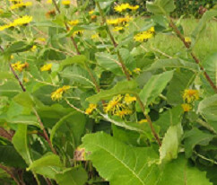Elecampane Root Alaska Grown - Dried