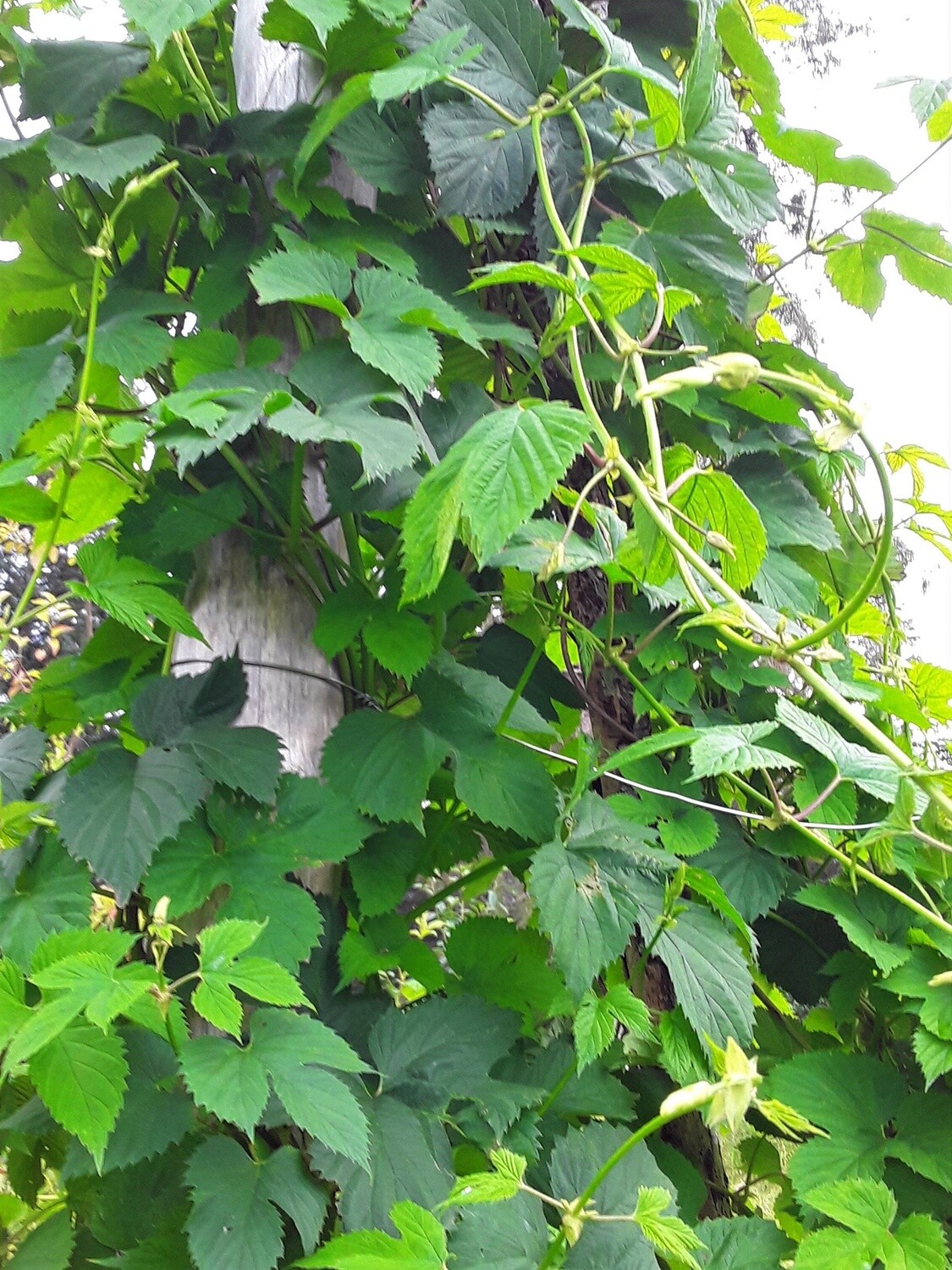 Hops Alaska Grown &amp; Dried