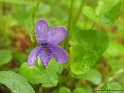 Viola Species Alaska Grown &amp; Dried