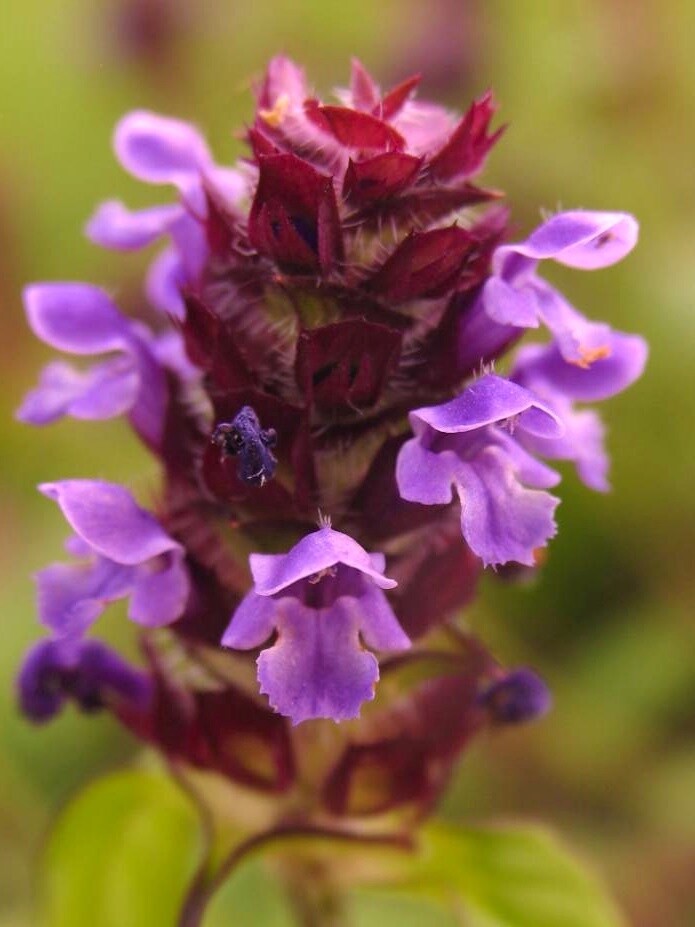 Self Heal Alaska Grown &amp; Dried