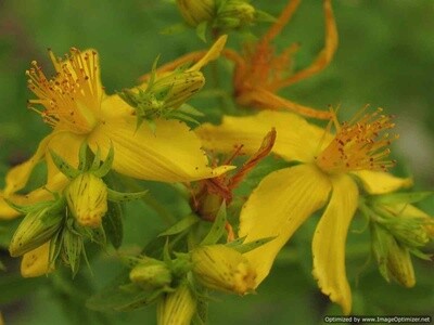 St Johnswort Flowers, Alaska Grown, Dried