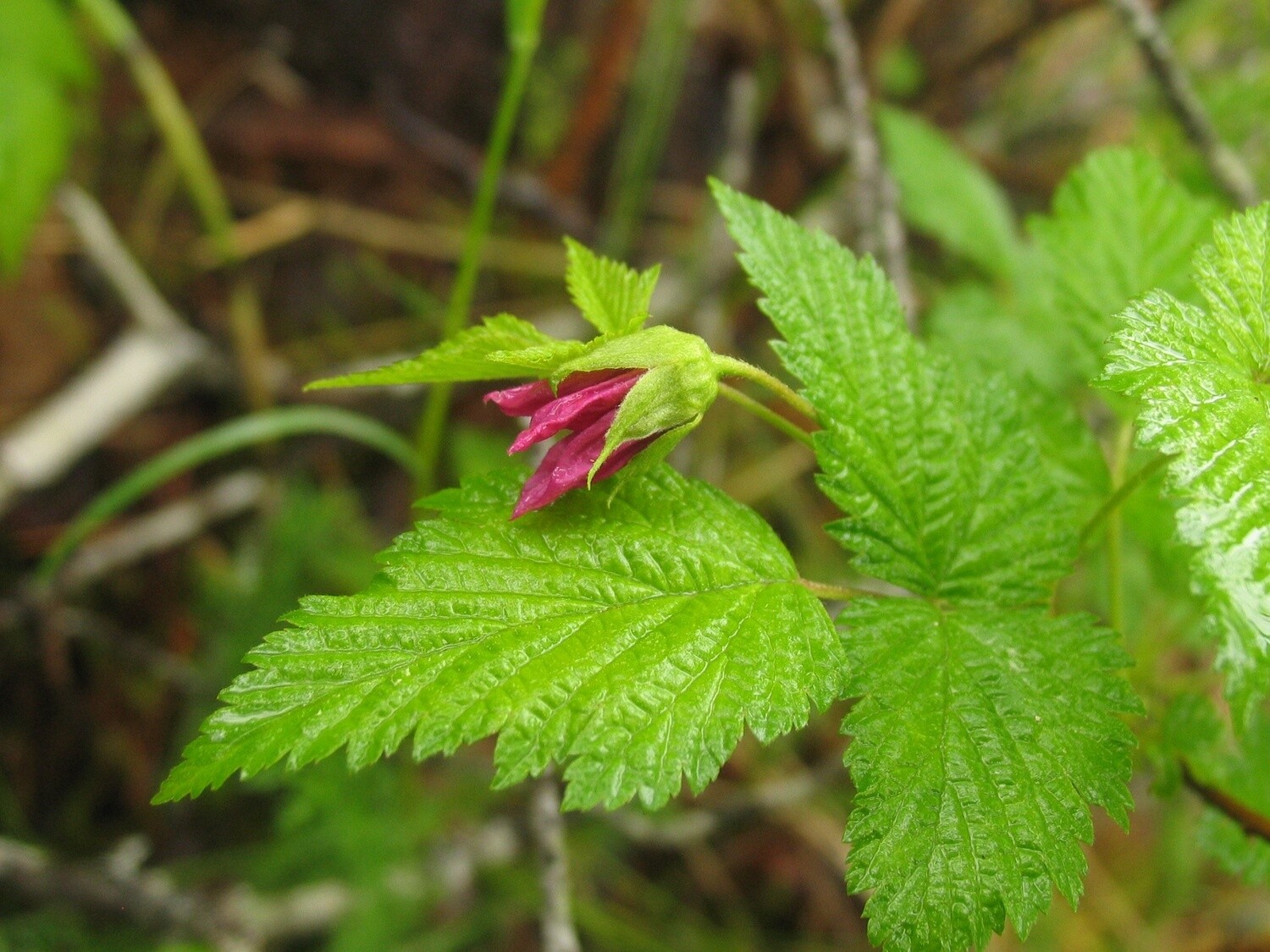 Salmonberry Leaf Alaska Grown &amp; Dried