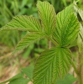 Raspberry Leaf Alaska Grown &amp; Dried