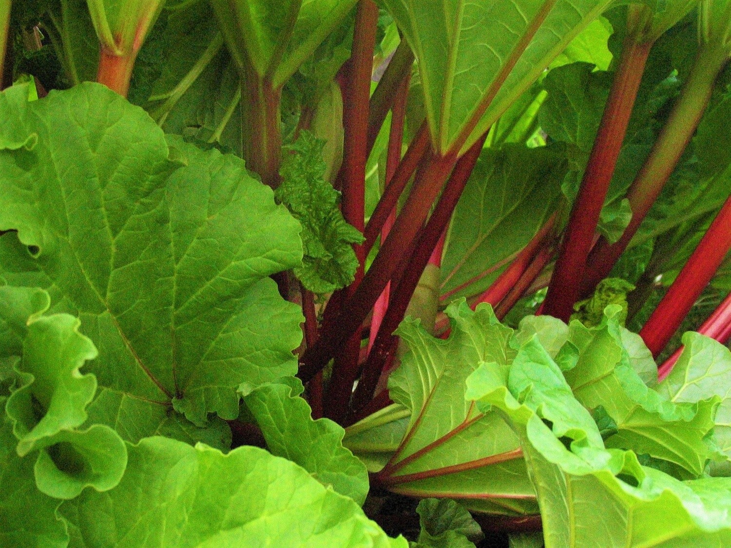 Rhubarb Alaska Grown &amp; Dried