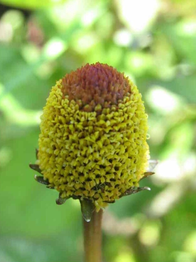 Spilanthes Alaska Grown &amp; Dried