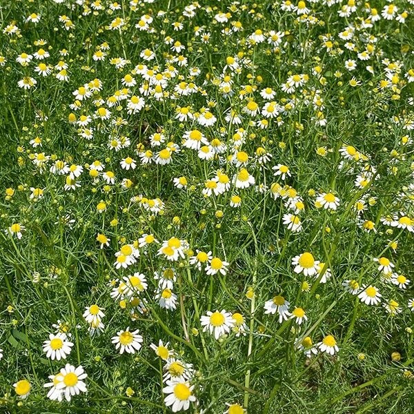 Chamomile SEED - Organic