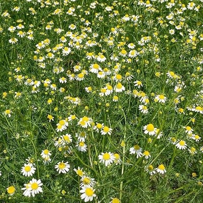 Chamomile SEED - Organic