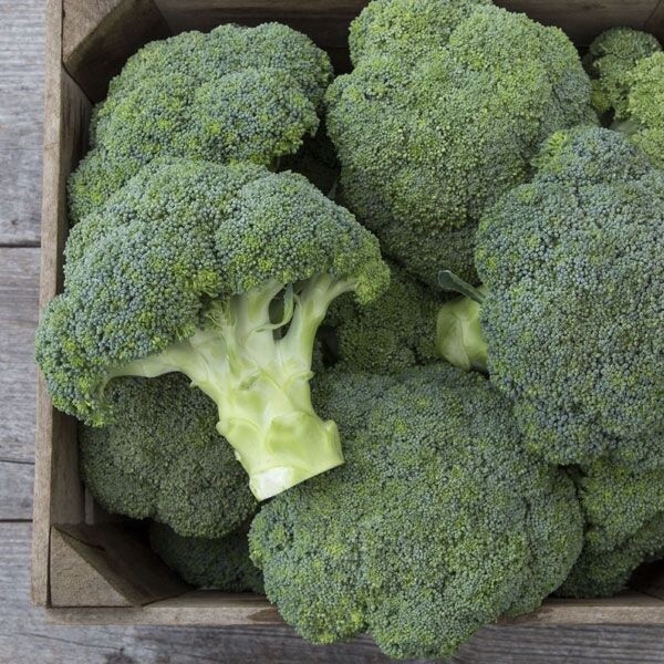 Covina Broccoli - Organic