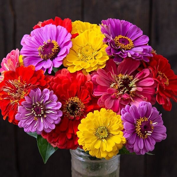 County Fair Blend Zinnia Seed - Organic