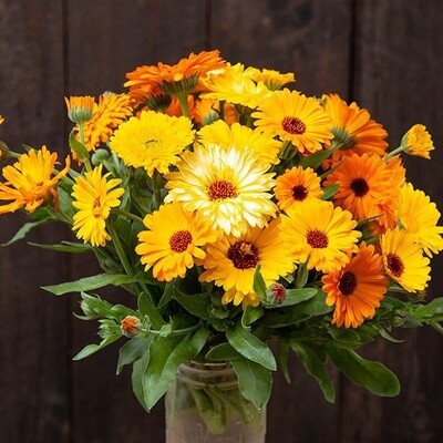 Pacific Beauty Calendula Seed