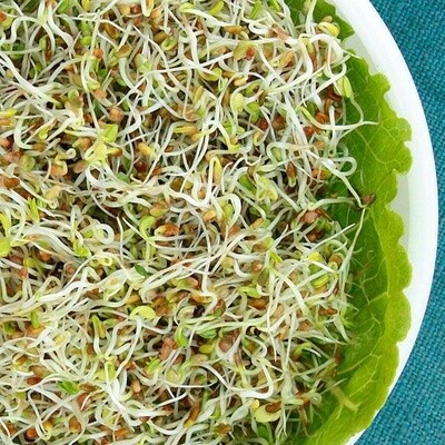 Sandwich Booster Mix - Organic Sprouting Seeds