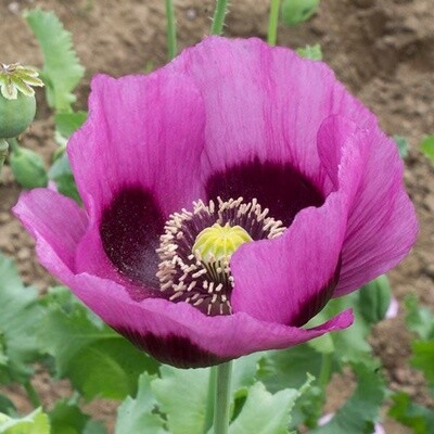 Planete Rouge da Jura Poppy Seeds