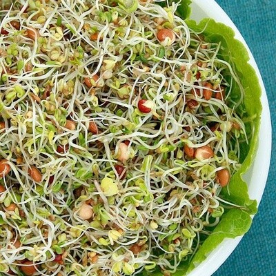 Spicy Salad Sprouting Seed Mix