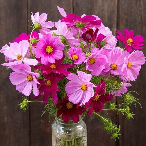 Sensation Blend Cosmos Seed