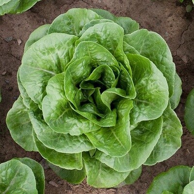 Winter Density Lettuce Seed