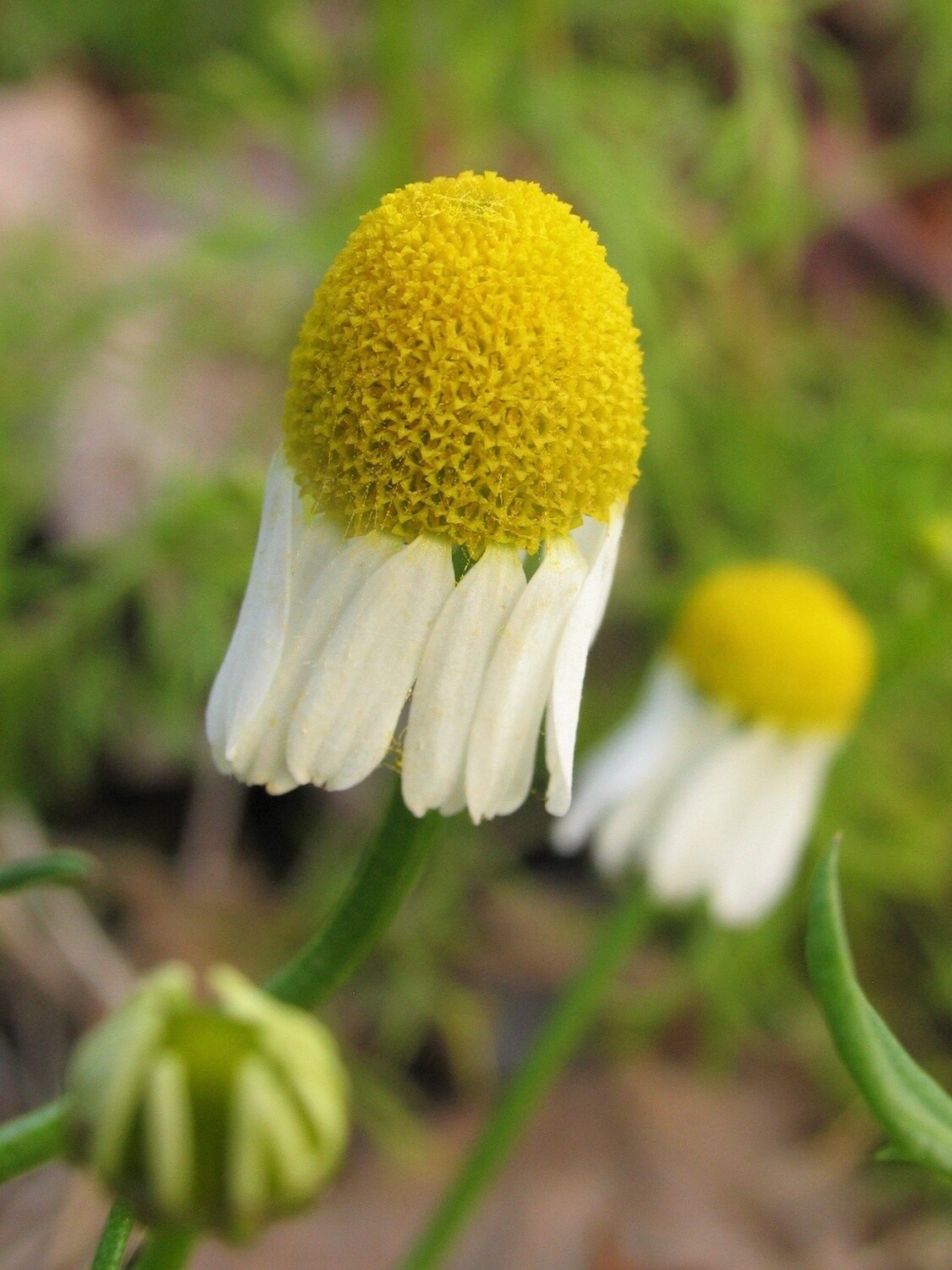 Chamomile - (German) - Alaska Grown