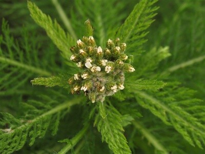 Yarrow, Alaska Grown, Dried
