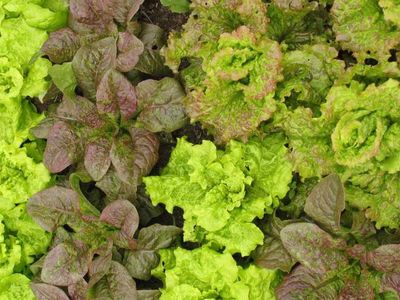 SALAD CSA SHARE FOR 2024