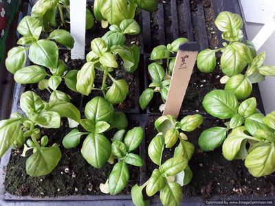 Garden Starts