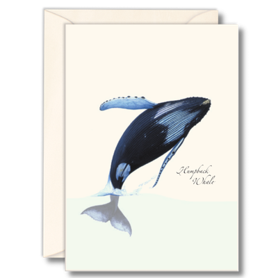 Humpback whale notecards